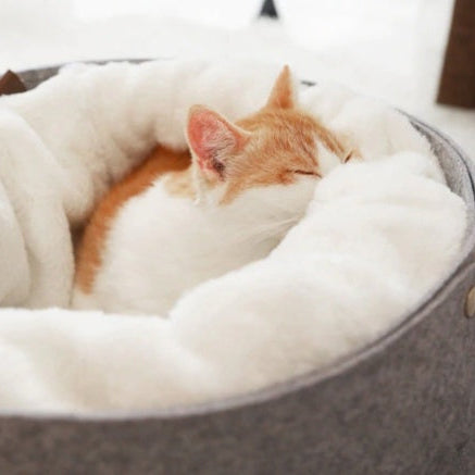 Pouch Bed